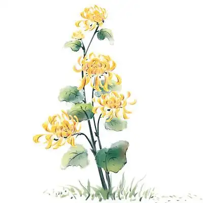 水墨水彩古风菊花插画元素水彩花卉