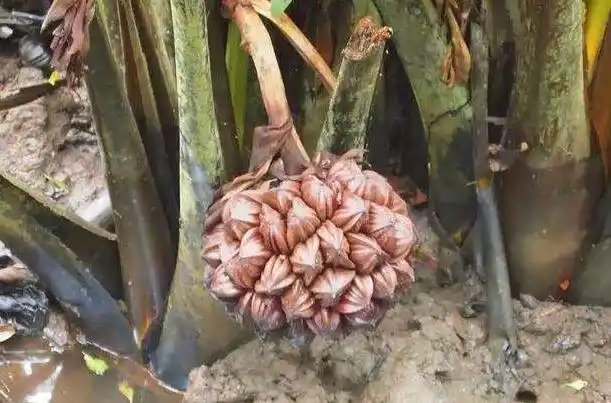水椰子在我国因为过度的砍伐和采摘,已经属于濒危的植物,想吃到是比较