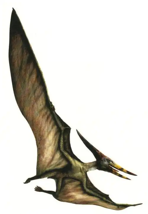 无齿翼龙(以鱼类为食的白垩纪晚期恐龙)_石塘网