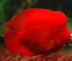 红魔鬼鱼,cichlasoma citrinellum,慈鲷科丽体鱼属.