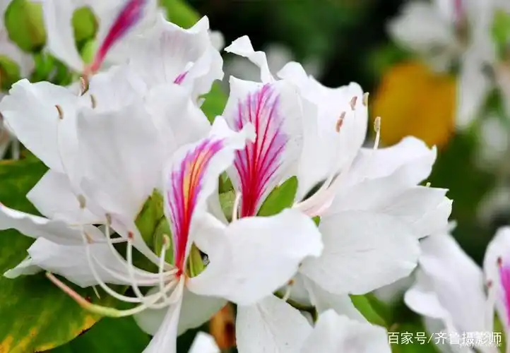 又见羊蹄甲花开.