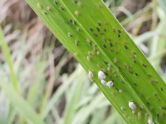 兰友:密集恐怖症的不敢看