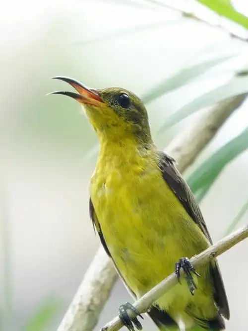 鸟类图鉴10cm75黄腹花蜜鸟