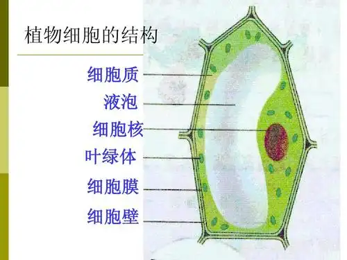 动物为什么没有细胞壁