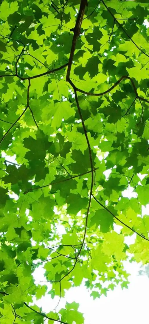 唯美小清新壁纸 | 夏天用的清爽壁纸