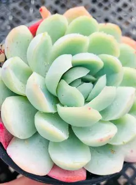 鬼魅9cm盆单头多肉植物贝瑞红冰梅