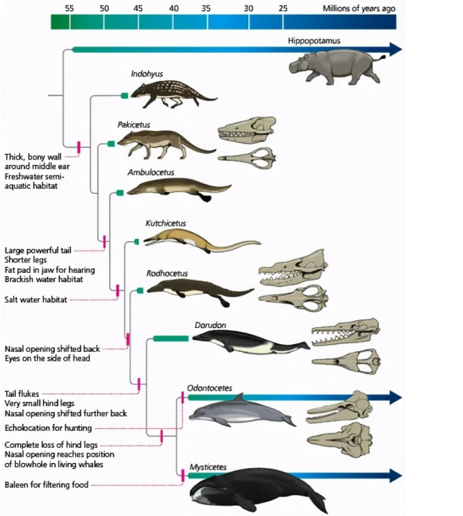 人类竟然是从鱼进化来的,化石为证,揭秘鱼到人类的进化过程