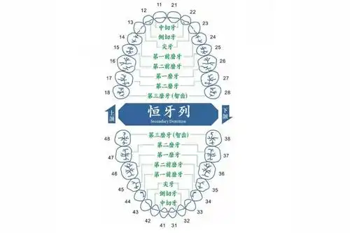 一般成人牙齿的数量应该在28颗~32颗之间,其中每人28颗牙是不可少的