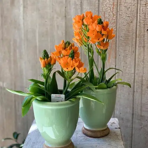 虎眼万年青种球荷兰进口多年生草本球根花卉阳台送话器