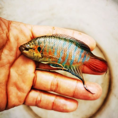 中国斗鱼改良大巨普叉活体活鱼苗淡水免加温打氧好养耐活小观赏鱼