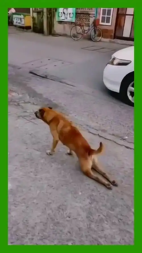 奥斯卡金奖应该颁给这个狗狗,真是太优秀了真是搞笑了