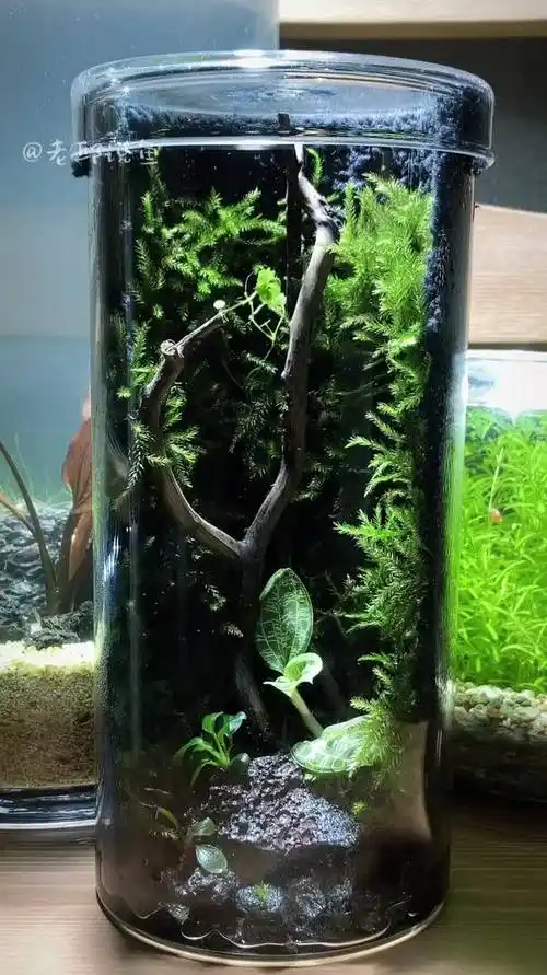 迷你小圆柱缸水陆造景创意满分