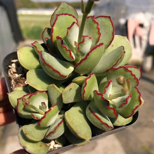 热销多肉老桩清仓多头一盆包邮_巧克力线多肉老桩多头群生一物一拍