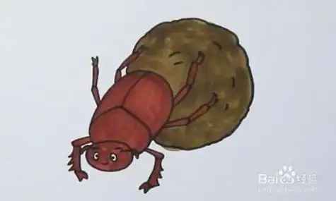 粪金龟简笔画和本领