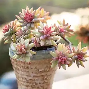 树冰 多肉植物 多头群生老桩 大棚直销 景天属