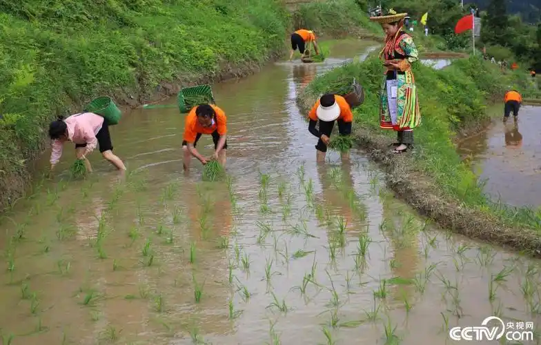 怀化村民和游客比赛插秧