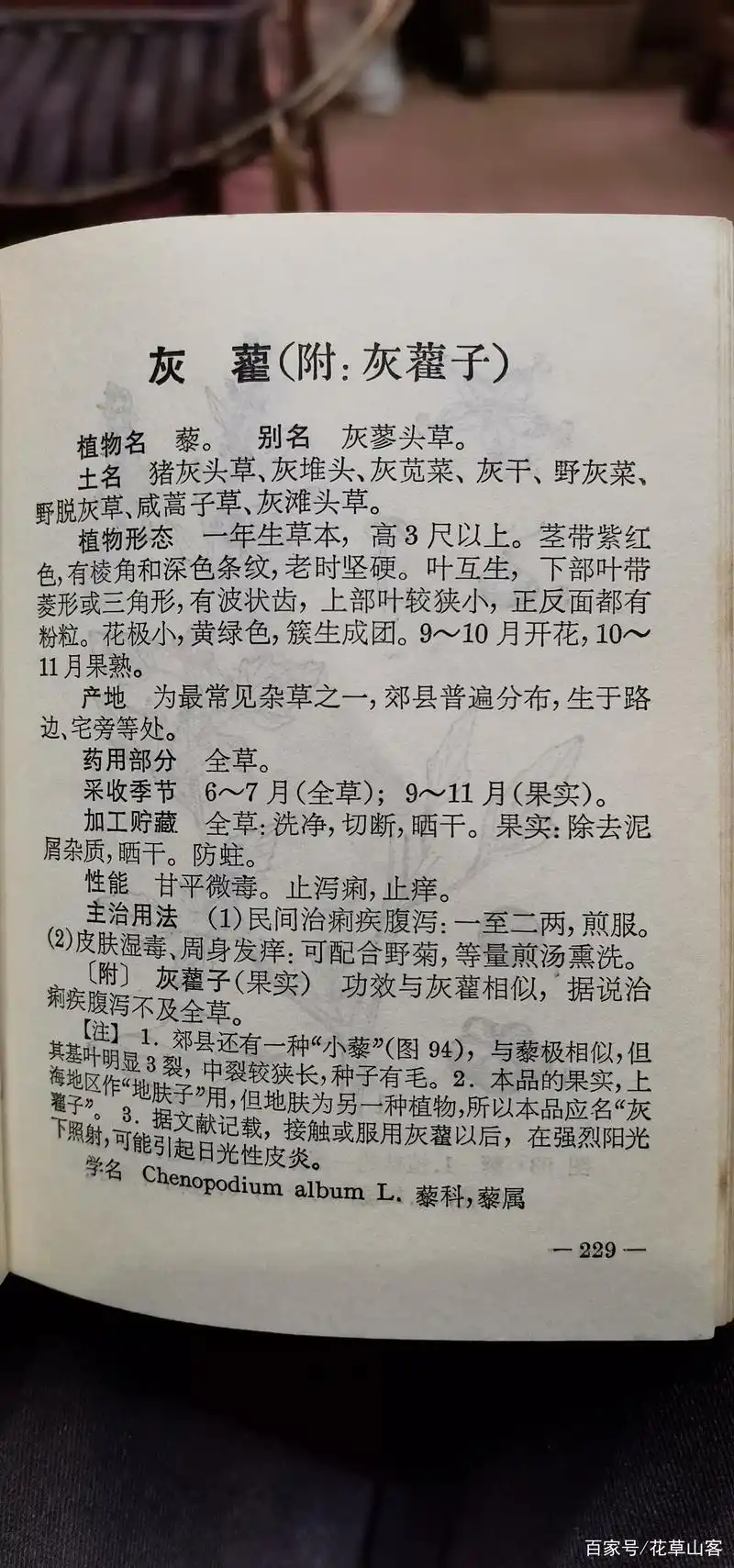 灰藋即藜科的藜,因其叶片下面常被白粉,民间一般叫它灰灰菜