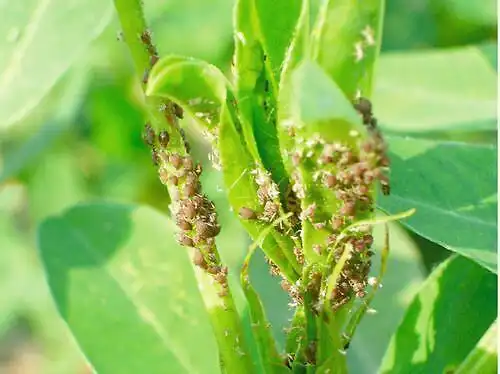 螨虫类害虫(红蜘蛛)红蜘蛛,一种叶螨害虫,靠吸食花生汁液为生,体色呈
