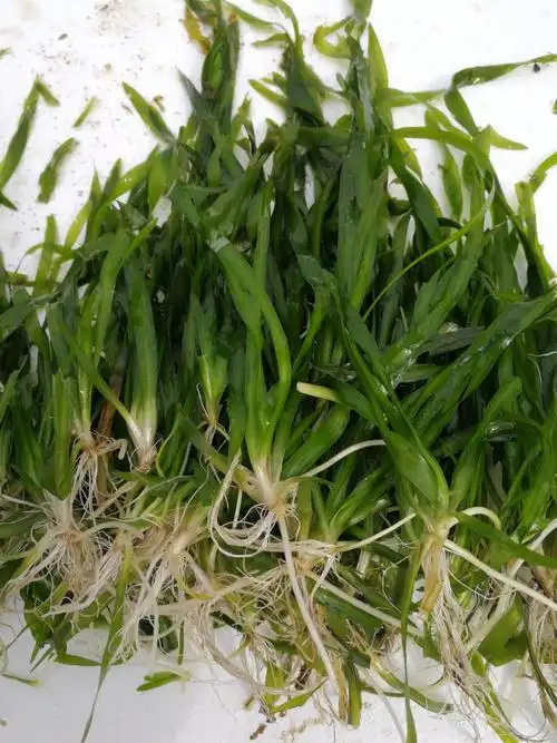 0公分矮型苦草价格_自然高15.0丨冠幅2.