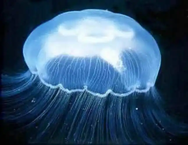 海中月是天上月海月水母