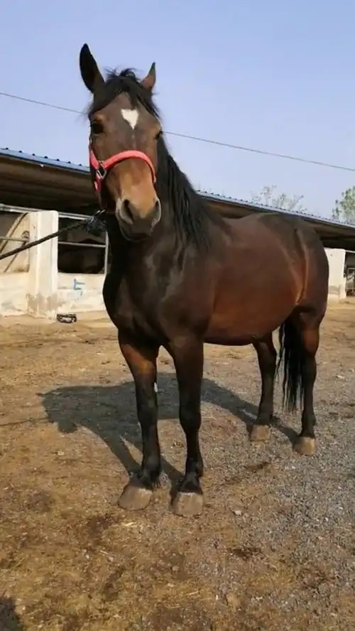 纯.汗血宝马膘肥体壮