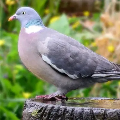 鸽子微信头像,呆萌可爱的灰色鸽子图片