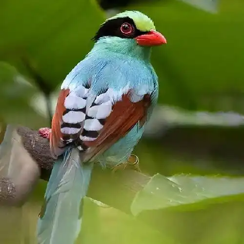 大自然的颜色五彩缤纷#好看的小鸟