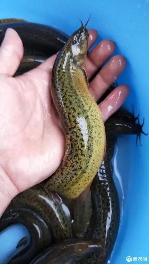 刺鳅鱼苗 本鱼场批发,冷水观赏鱼苗 耐活易养 中华刺鳅苗 小刺鳅苗