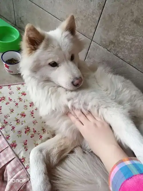 急寻一条混血萨摩耶