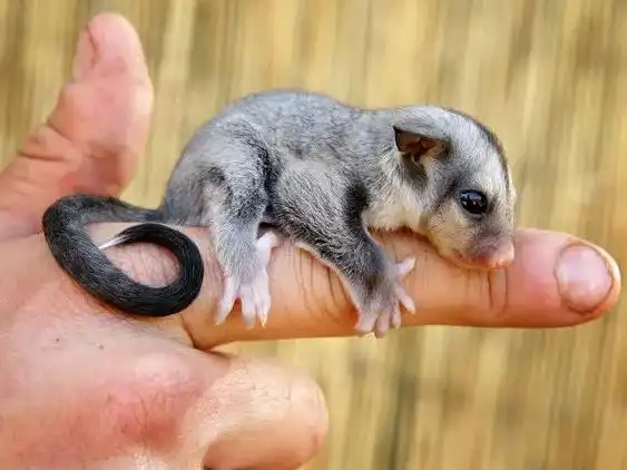 宠物飞鼠多少钱一只(比麦芽糖还粘人的异宠小飞鼠) - 价格百科