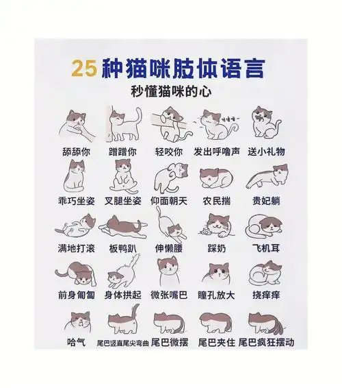 25种咪肢体语言
