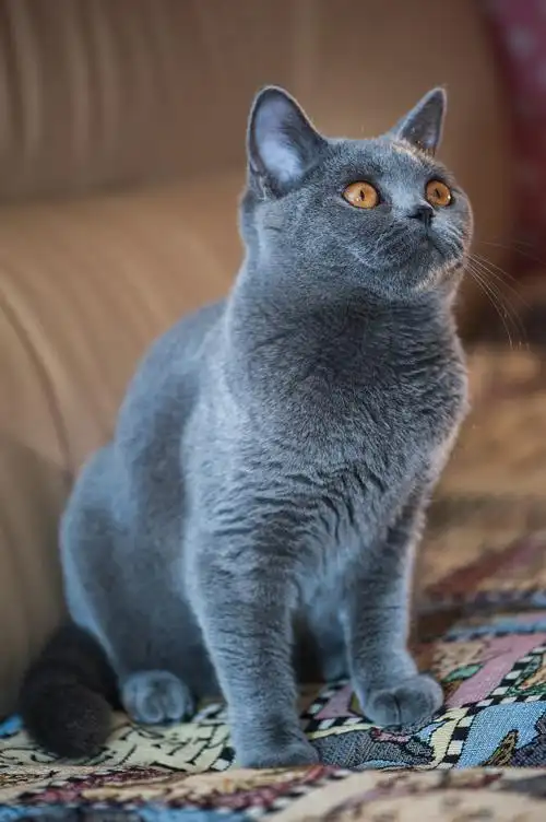 798_1200竖版 竖屏