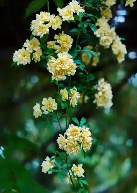 木香花开花美艳动人,花香浓郁,家有院子不妨种一棵试试
