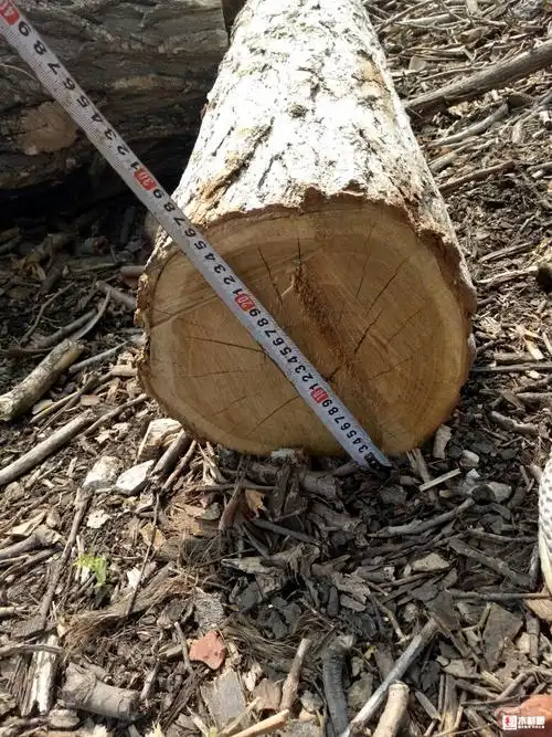 出售洋槐木原木