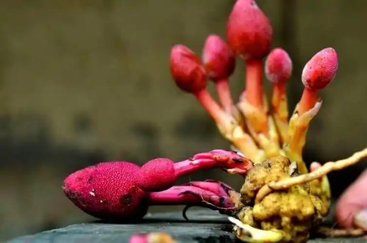 宜昌深山现珍稀野生药材文王一支笔图