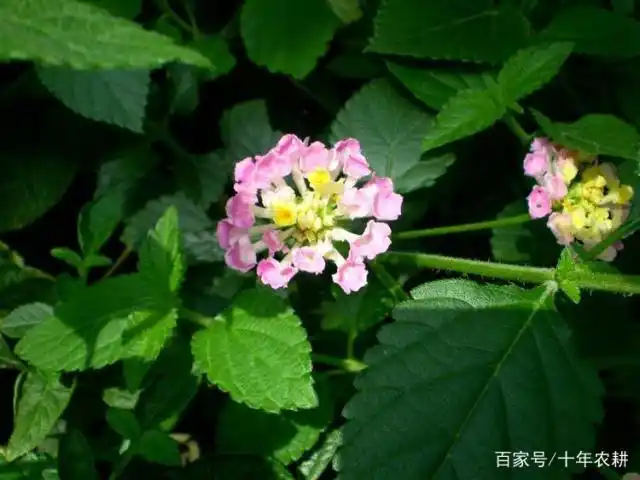 农村一种臭草,全株有毒,女孩爱拿花串手链,如今才知珍贵