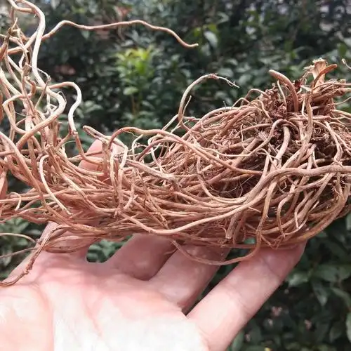 伟博贵州中药材百尾笋干货百味笋根万寿竹叶参倒竹伞宝铎草500克500g