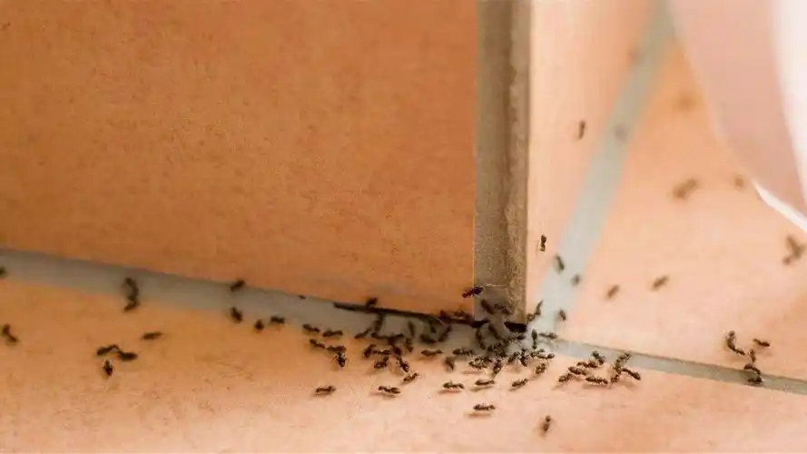 家里有蚂蚁别着急教你不用热水不用药只需喷一喷连窝一起端