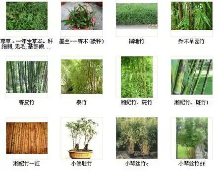 竹子种类