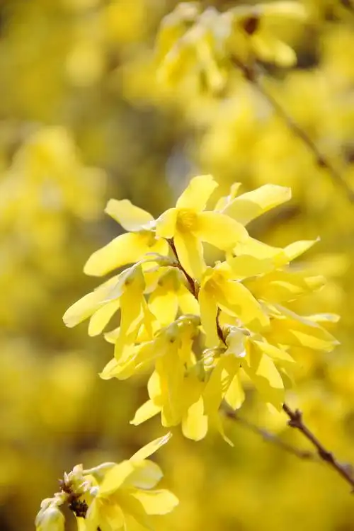 银翘总是热烈的开放