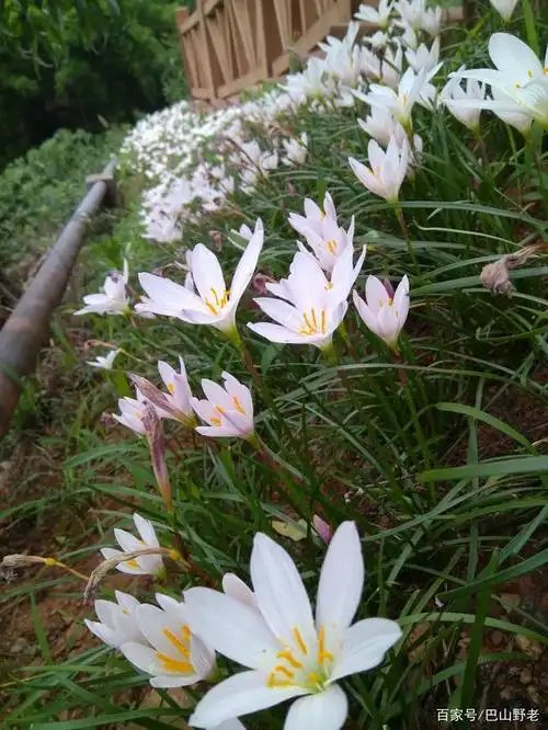 七言律诗一首:江洲兰芷笑黄鹂