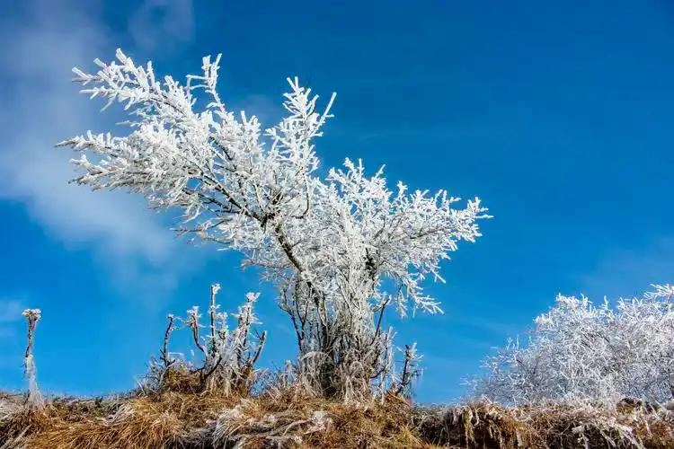 树上积雪,好似一团团棉花.王强 摄.