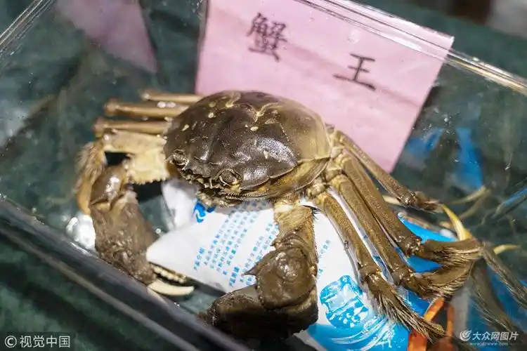 "蟹王"重达406.9克.