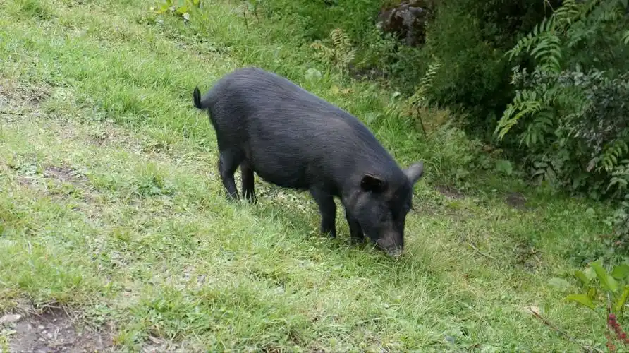 这叫藏香猪,林芝特产,都很小头,屁股一扭一扭
