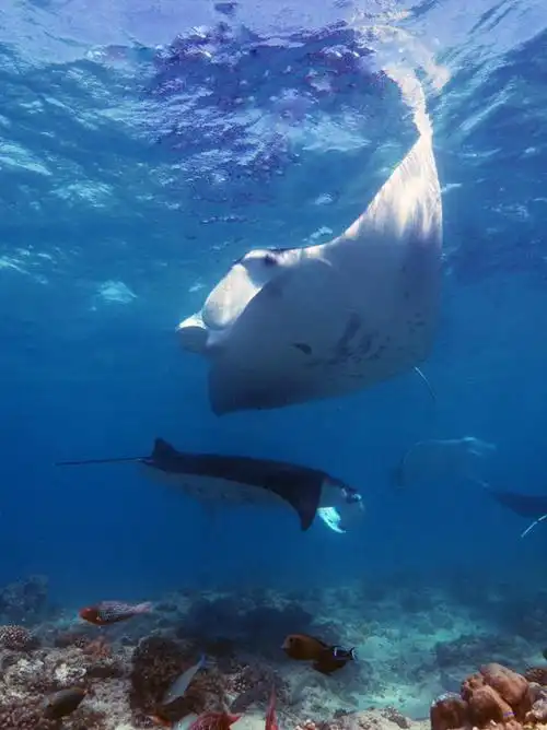 亚洲,一条,鱼,景观,浪花,水底,娱乐,水产,鱼类,海洋生物,自然,海水