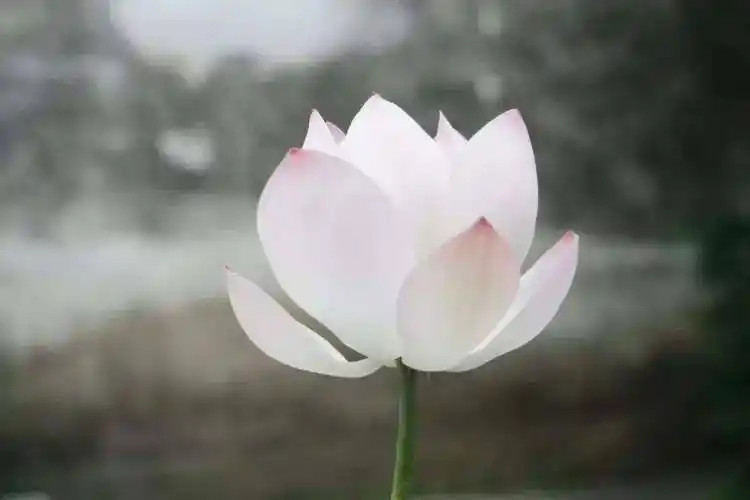 侵权请联系删除做人,要心存善念,善良,是发现自内心的美好,善良,是一