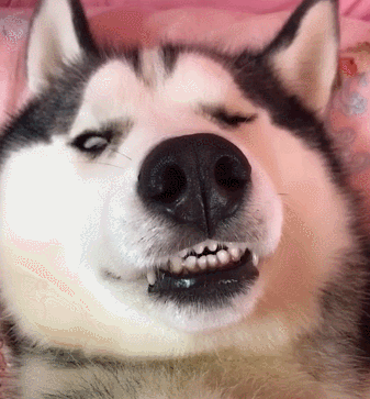 没心没肺的二哈睡觉就是香,如果不是呼噜声,还以为死了呢!