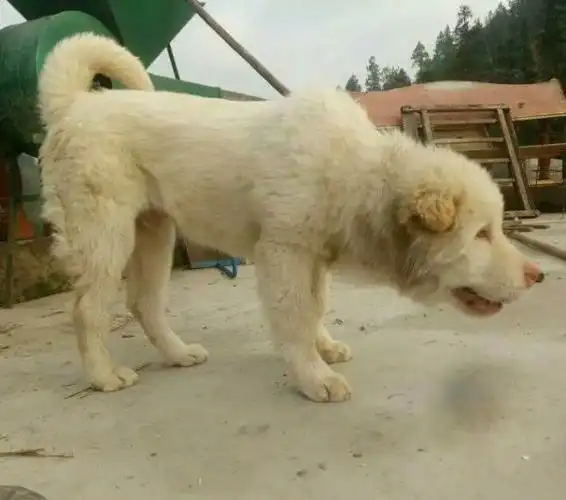 在广东,还能见到"五红金钱尾"的潮州犬吗?