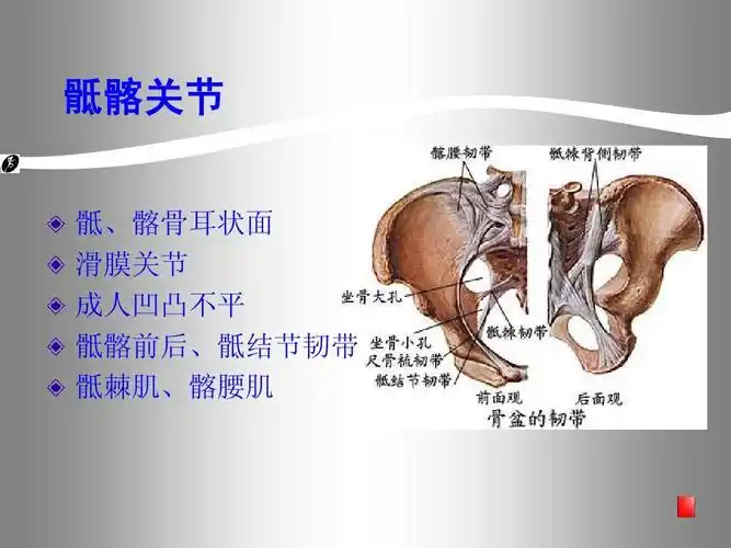 髂骨耳状面 滑膜关节 成人凹凸不平 骶髂前后,骶结节韧带 骶棘肌,髂腰
