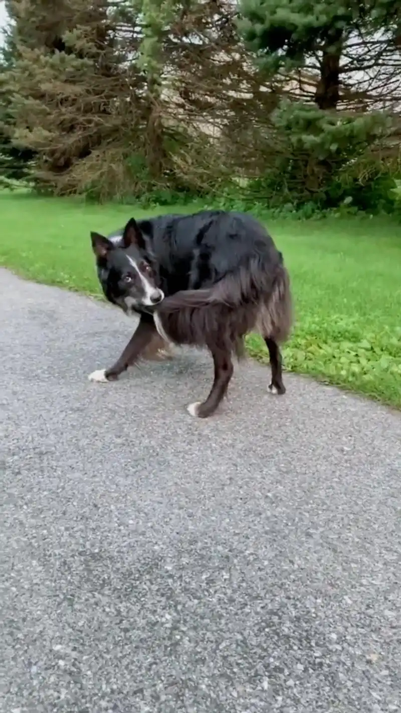 搞笑萌宠#狗狗咬自已尾巴!